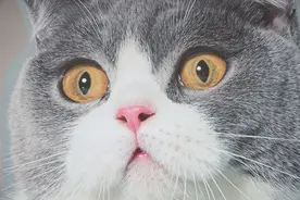 城事｜上海“外滩猫街”突然爆红，冷清老城厢秒变人气聚集地图片