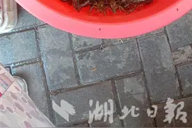 吃虾更划算了！汉产小龙虾提前半月进入上市旺季图片