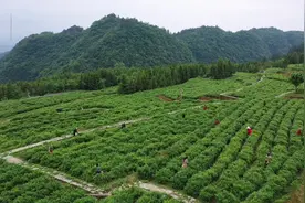 湖南张家界：高山莓茶采摘忙图片