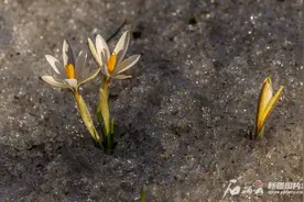 新疆新景·山花怒放 | 野生植物图鉴⑧：你知道新疆的“顶冰花”是什么花吗？图片