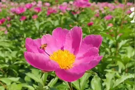 临沂市人民公园芍药花开惹人醉，满园春色竞芳菲图片