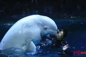湖北荆州小梅沙海洋馆白鲸“苏菲”死亡，专家组正调查死亡原因图片