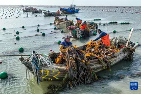 山东荣成：海带采收加工忙图片