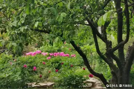 泉城公园的芍药花，争奇斗艳图片