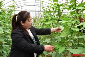 《凝心铸魂跟党走 团结奋斗新征程》——劳动最光荣｜全国劳模赵鑫：守着“农门”35年，用农业科技“富”一方百姓图片