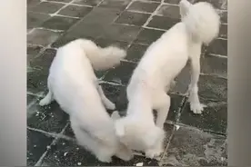 封芒视频｜广州夫妇天台“救狗”案调查：爱心救助为何被指偷盗？图片