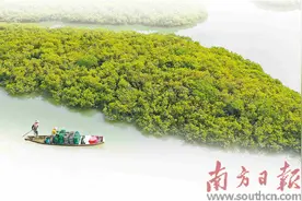 万亩红树林藏着绿美密码图片