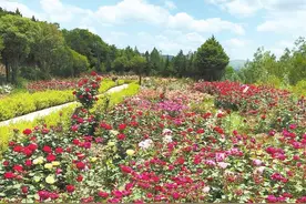 【畅游陇原】月季花开满城香图片