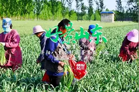 果然视频·好景山东|济南济阳八里庄村蒜薹丰收，蒜农采收笑开颜图片