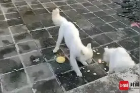 “带走无人照看的狗获刑”一案将重审！偷狗还是爱狗成关键图片