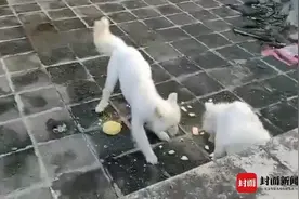 “带走无人照看的狗获刑”一案将重审！偷狗还是爱狗成关键图片