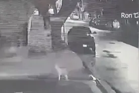 郊狼深夜闯入庭院 宠物猫机智叫醒主人图片