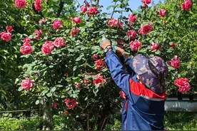 赏花墙、走花廊！快来感受“一路生花”的美好景致图片