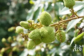 化州荔枝定制活动将启动，快来包下你心水的那棵树图片