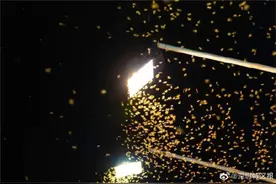 雨后深圳大量白蚁出没图片