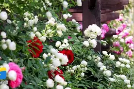 ​临沂：月季花开如花海图片