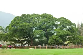 福州到底有多“氧”人？图片