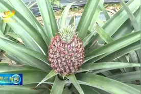 阳东北甘：引进种植西瓜凤梨图片