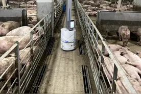 走进养猪场，不见一头猪？图片