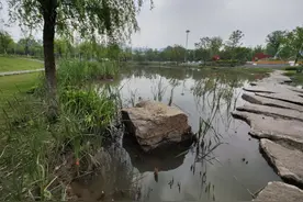 关于外来入侵物种福寿螺，你真的了解吗？图片