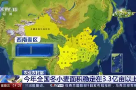 首批冬小麦收获了！产自哪里？产量如何？图片