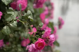 芳菲满园丨“月季月”到了，盘点几款受欢迎的月季花图片
