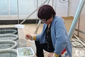 5次筛选，100条兰寿金鱼只留两条，小鱼儿游出了大产业图片