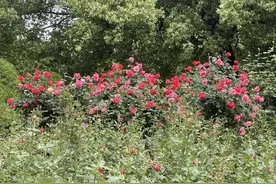 青未了｜神奇的植物香樟树图片