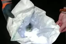 半夜上厕所，竟有蛇出没！还好他们出手了……图片