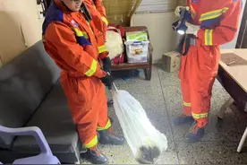 深圳有蟒蛇闯入居民家，如果遇到，记得这么做！图片