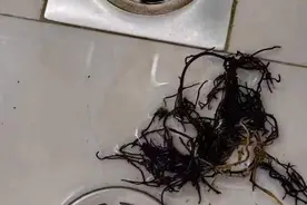 下水管道里生出树根愁坏了居民，宝山这个小区如何巧挪树？图片