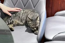 流浪猫饭店内抓伤人，责任究竟谁来担？图片