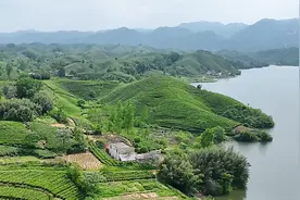 借力拼多多，信阳毛尖飘香四方图片