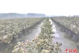 汶川特大地震十五周年：爱心不断 川港情深图片