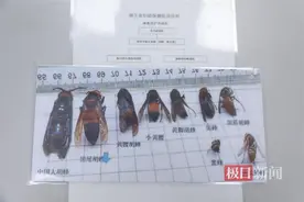 武汉8岁男孩被蜂蜇伤，专家：春夏是蜂蜇伤的高发季节图片