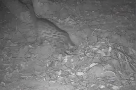 这只“猫”，竟然是国家重点保护动物！图片