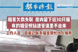 女子欠租失联在公寓留下30只猫，房东:十多只幼猫已被领养，成猫放生图片