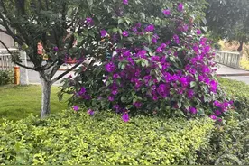 见到路边花草就想“挖呀挖”？顺手一“挖”或涉嫌违法犯罪！图片