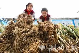 割油菜拔大蒜 竹山宝丰镇黄栗九年一贯制学校“校园农场”劳作忙图片
