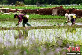 官方：中国口粮自给率在100%以上 谷物基本自给图片