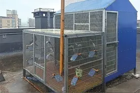 邻居楼顶养鸽子，投诉仨月管不了？罚款1000元但无法可依可以强制拆除图片