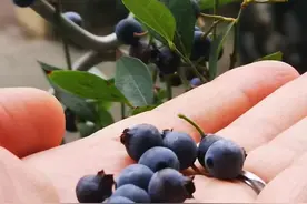 每天吃一盒蓝莓身体会发生什么，皮肤真的会变白？视力真的会变好？图片