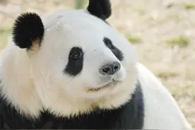 “国宝中的美人”是谁？这美名非秦岭大熊猫莫属图片
