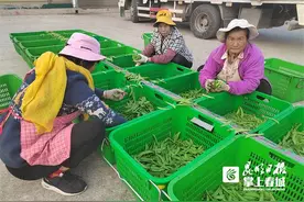 一小时最少10元！晋宁职业拣豆人 家门口就业“真香”图片