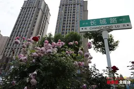 美了一路~泰安长城路上的月季花开了！图片