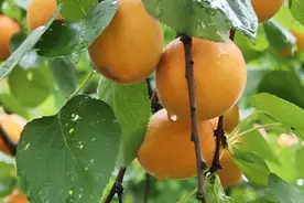 快到黄水摘杏子 体验初夏的果香味图片