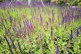 壹点号母亲节征文｜感恩母爱图片