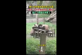 两只大熊猫本来在开心玩耍，其中一只突然被同伴扇“嘴巴子”图片