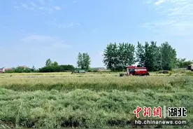 湖北当阳：两段机械收割助力油菜增收图片