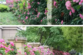 在美美的月季花道逛呀逛呀逛，记住赏花不能挖！图片